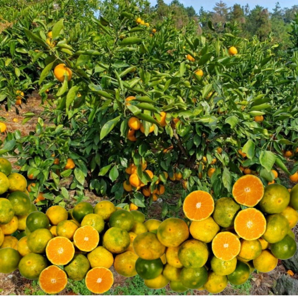 제주 서귀포 햇 노지 감귤 고당도 제철과일 26,200원