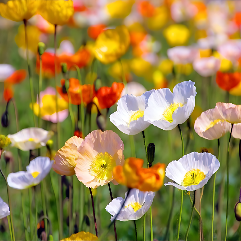 개성파 꽃양귀비 씨앗 5종 선택구매, 1개 28,000원