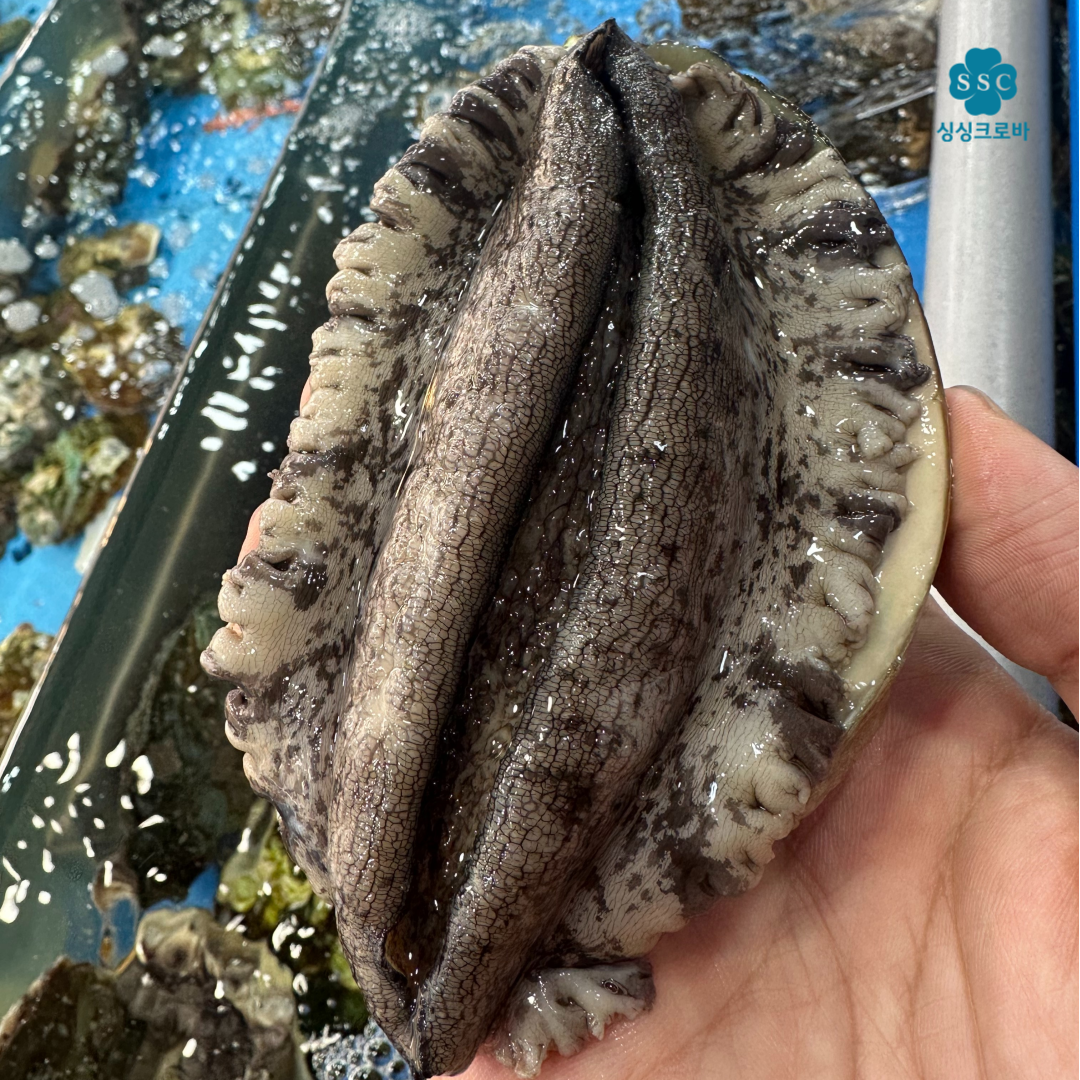 완도 특대 활 전복 1kg 7-8미 9-10미 15미전후 61,900원