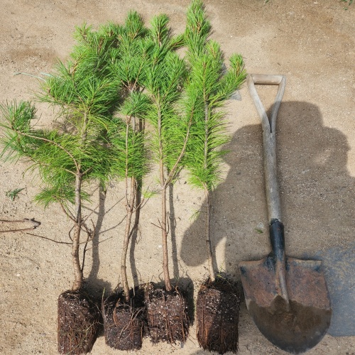 잣나무 토종잣나무 묘목 H1 1m 열매열리는잣나무, 1개 12,000원