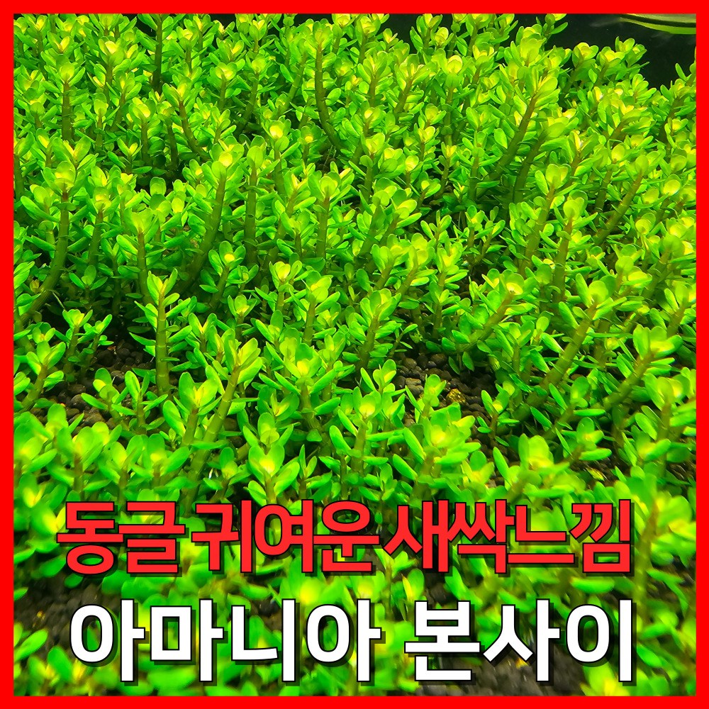 [수초농부] 아마니아 본사이 병아리 같은 귀여운 수초 10,500원