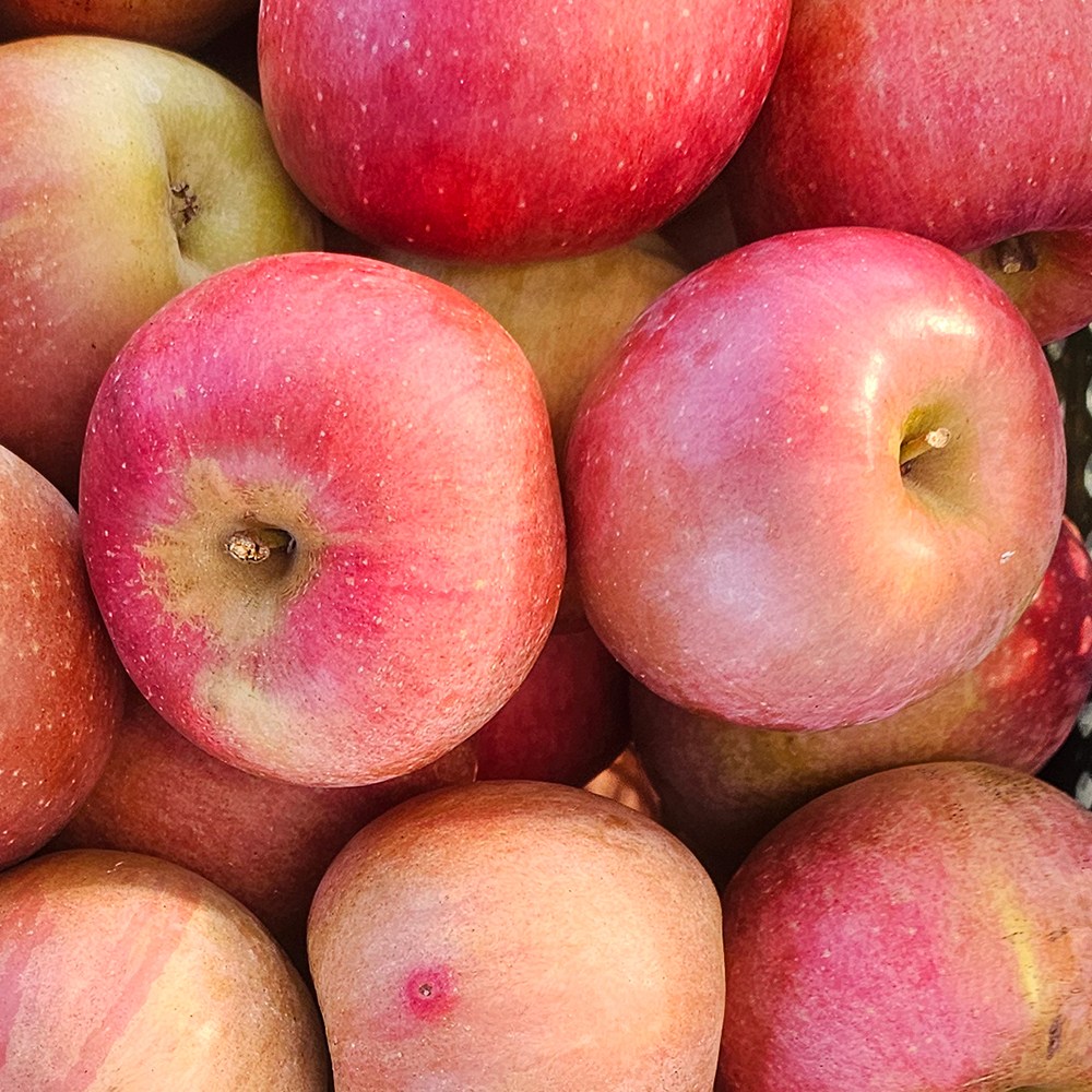 재구매율1위 상큼달콤 맛있는 꿀사과 11,800원