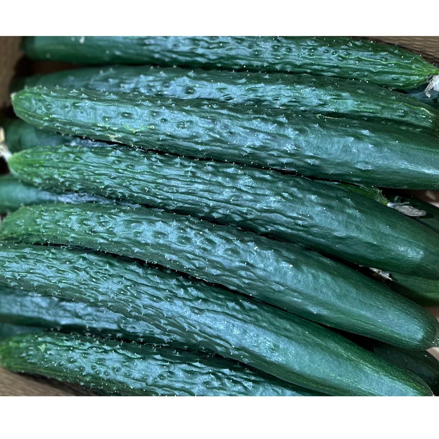 (국내산) 오이향이 가득한 가시오이 1kg, 3kg, 5kg,10kg, 1개, 10kg 40,900원