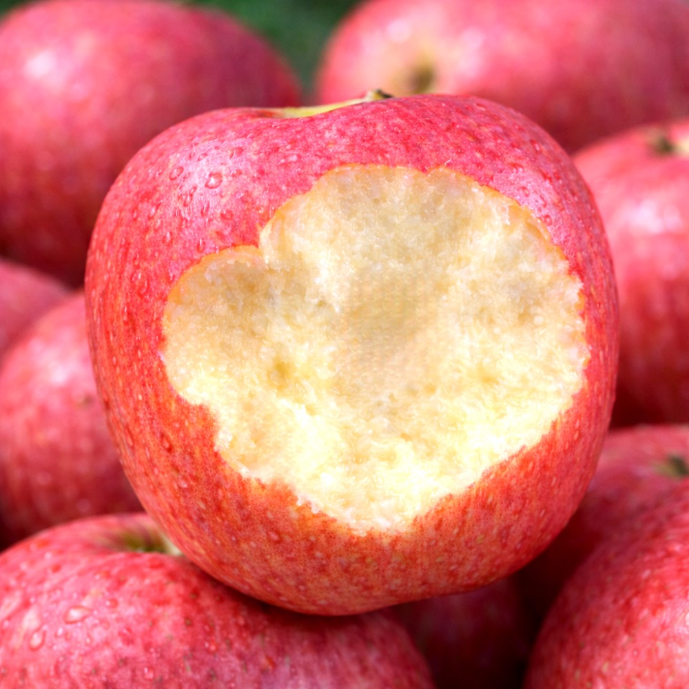 [2일초특가] 고당도선별 신선한 부사 사과 29,900원