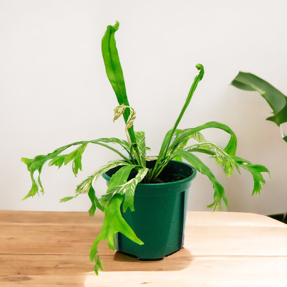 미미네아쿠아 반려식물 희귀식물 무늬 아비스 11,000원