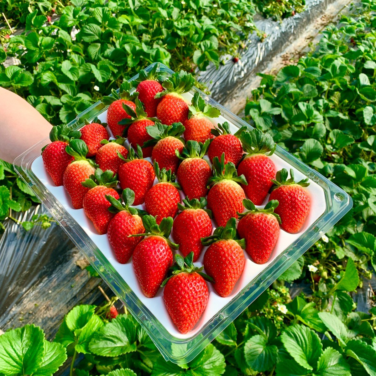 [프리미엄 13브릭스 고당도] 바른마켓 논산 설향 딸기 대과 당일 수확 농장직송 백화점 입점 100% 파손보장 69,900원