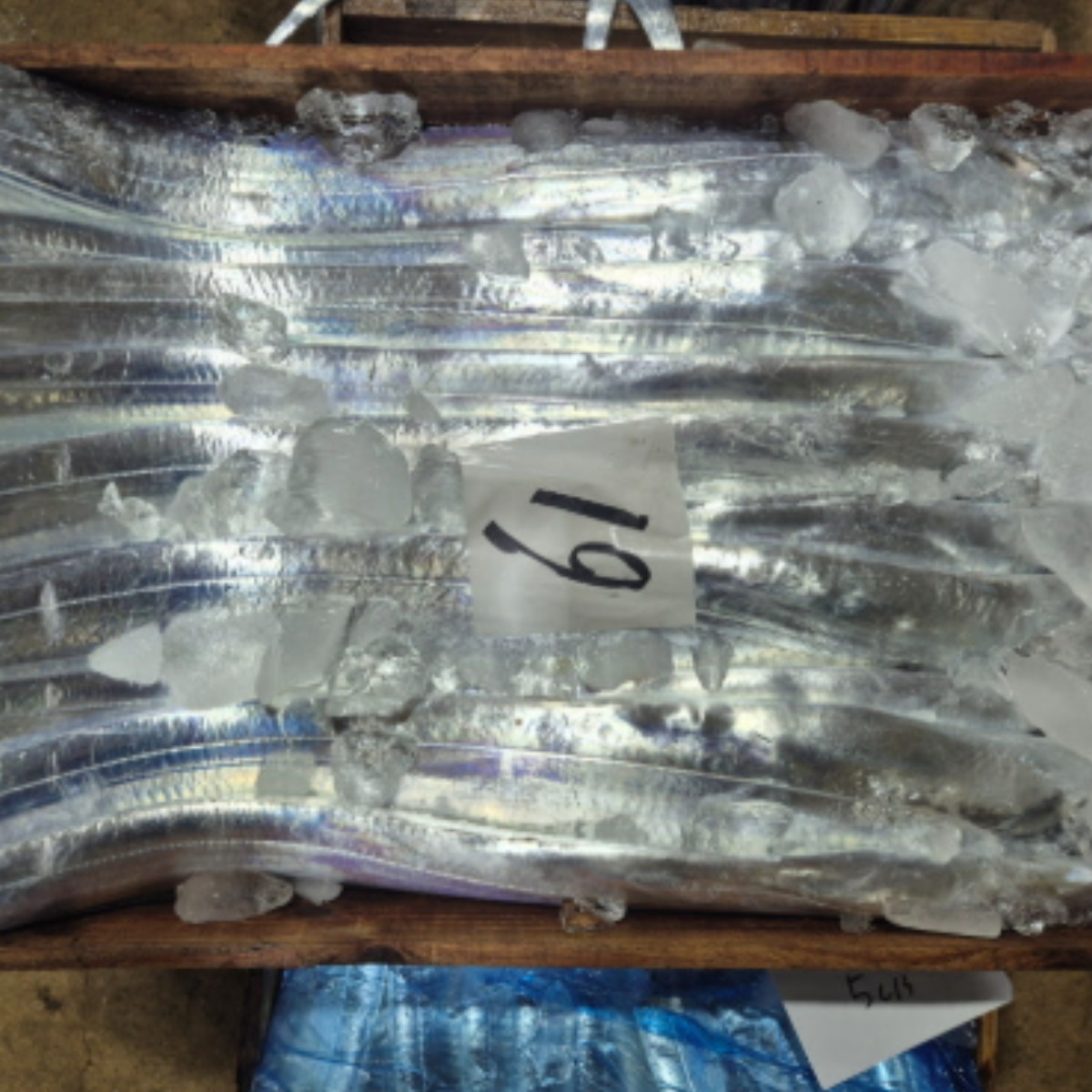 제주갈치 생갈치 생물 은갈치 [10kg원물한상자] 대 특대 특대왕 갈치[새벽경매 당일입찰], 1개, 500g내외(18~19마리)원물발송(손질X) 489,000원