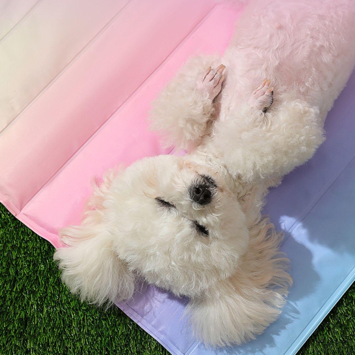 포에버독 레인보우 쿨매트 강아지 고양이 10,700원