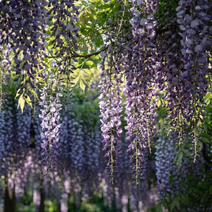 목하원예조경 캐동각 등나무 접목2년 특묘 신품종 개화주 보라빛 향기등나무 묘목 노지월동 봄꽃나무 15,000원