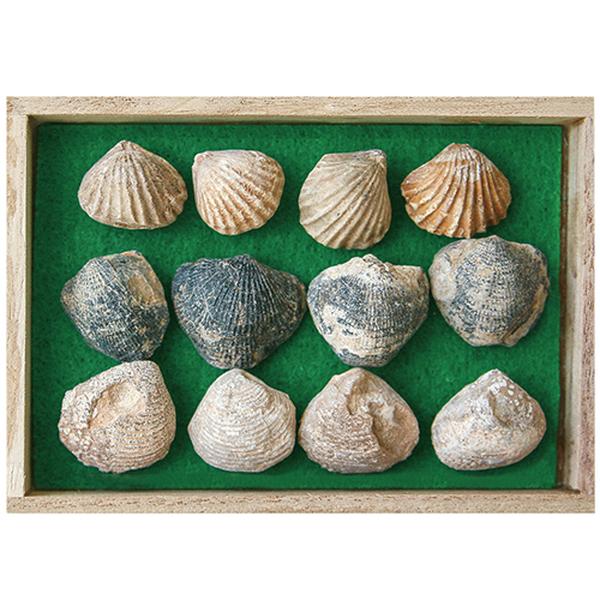 [ARi-D4502-12p] 조개 12종 화석표본 60,390원