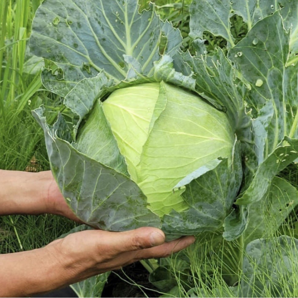 특허받은 유기농 햇 양배추 과학이 입증한 명품, 1박스, 5kg 22,900원