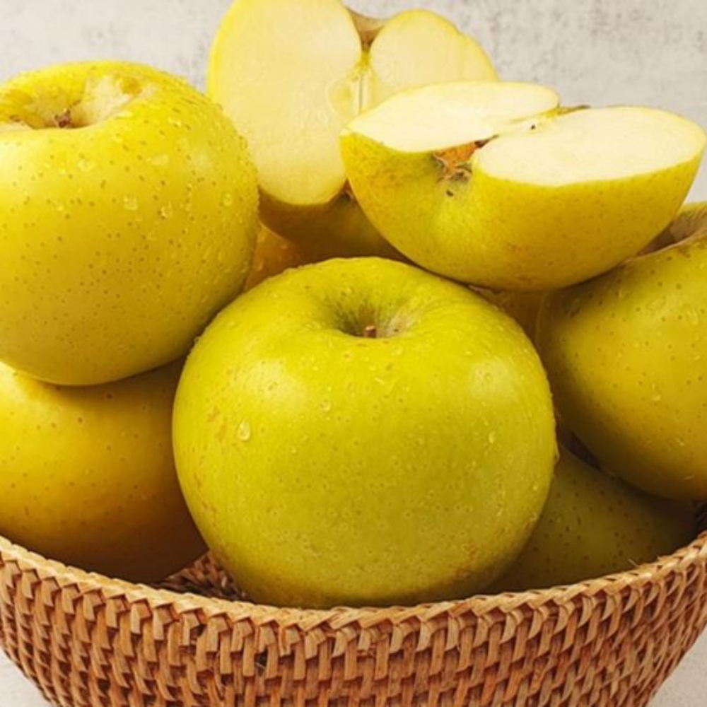 ( 황금 사과 ) 경상북도 고당도 시나노골드 사과 황금사과, 1개, 5kg 대과 56,500원