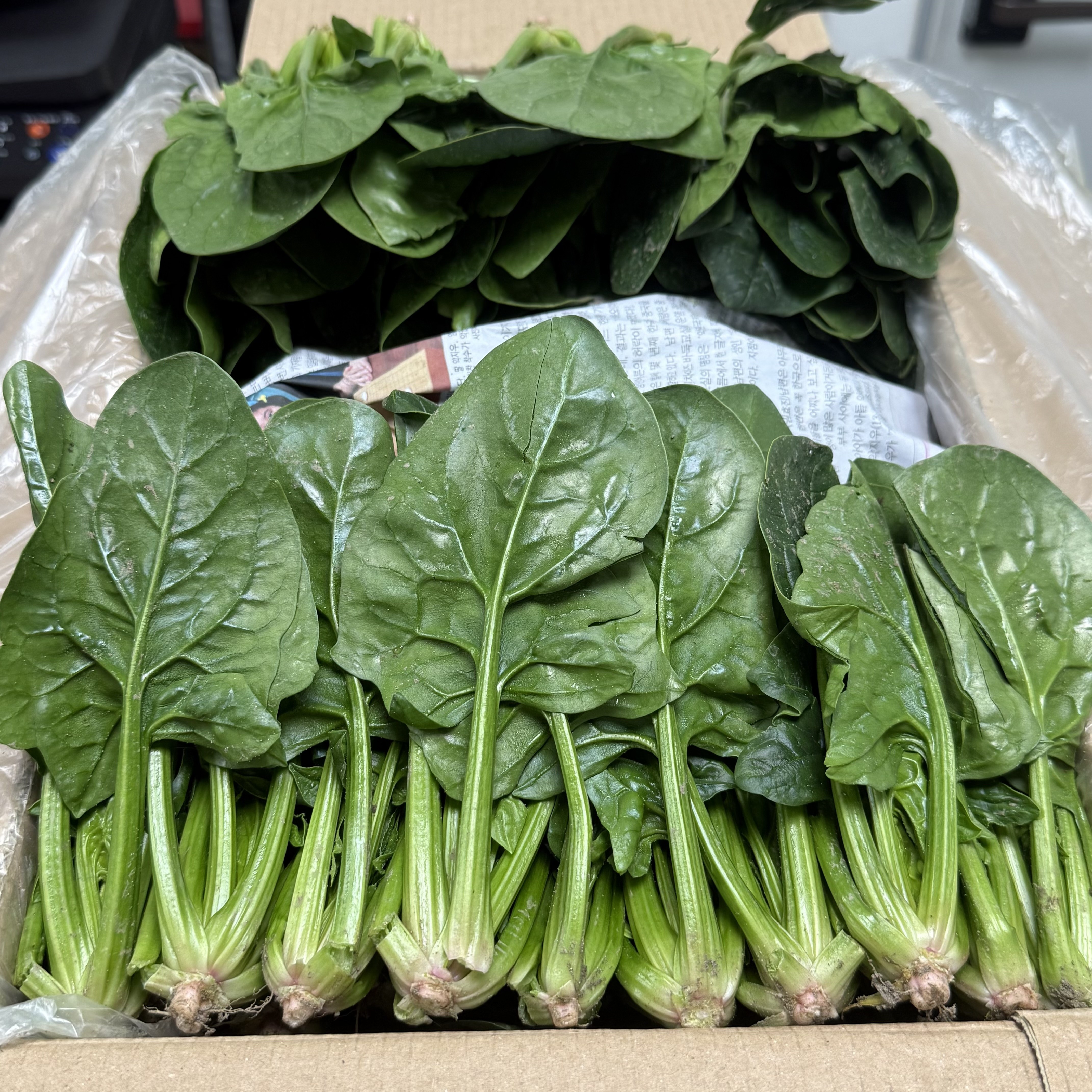 농진사 시금치 국내산 특품, 1개, 4kg 16,400원