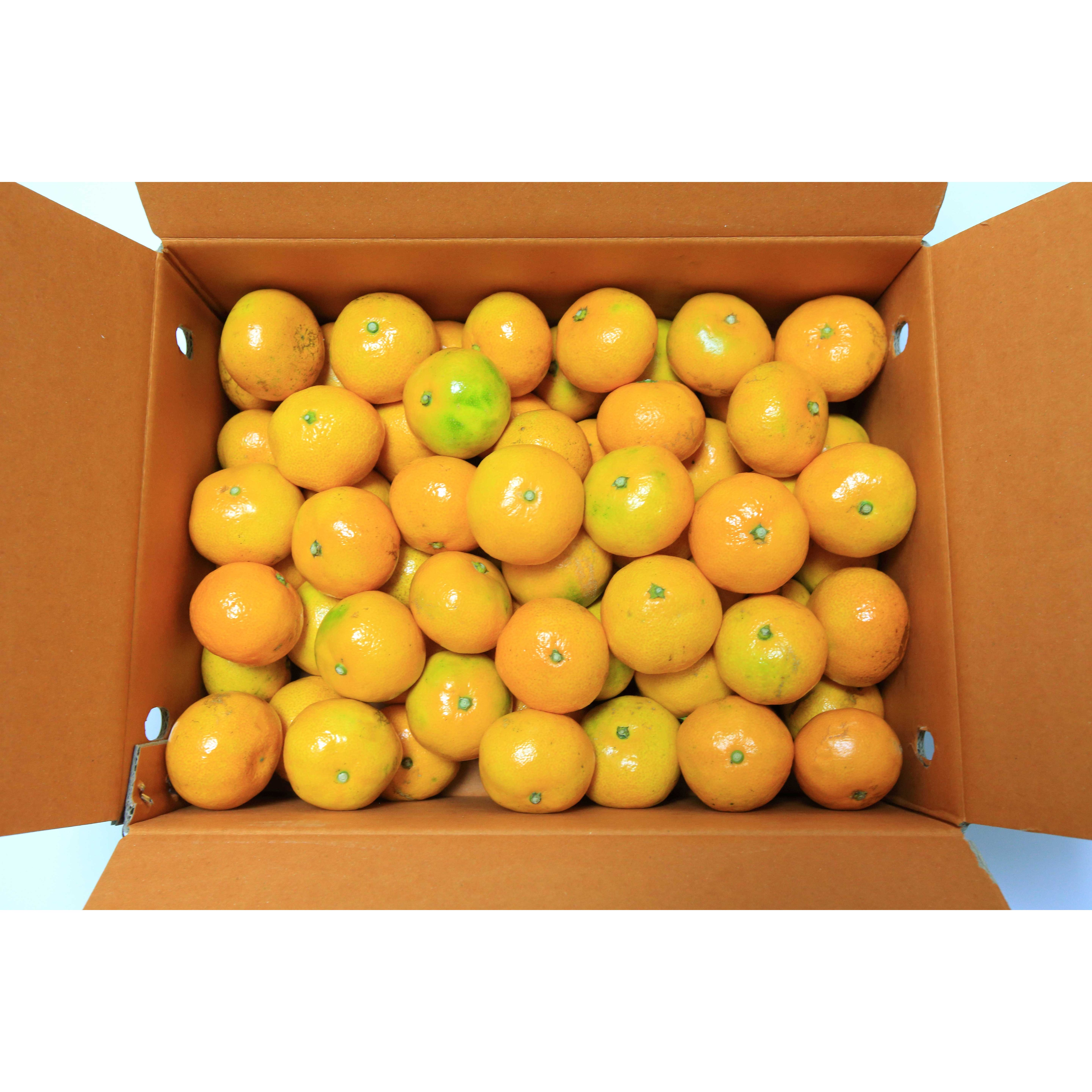 미소진 제주도 고당도 감귤 15,100원