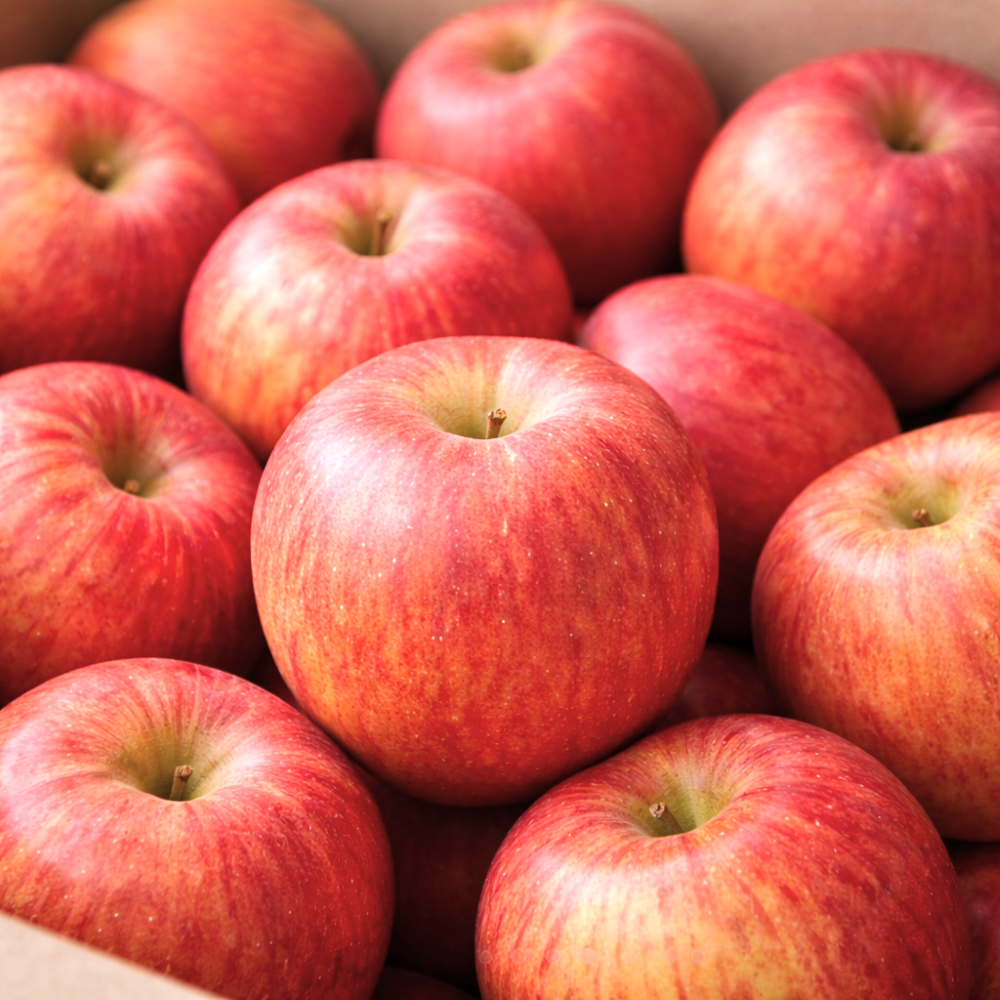 산지직배송 맛보장 안동 꿀 사과 햇살선별 신선보장 31,300원