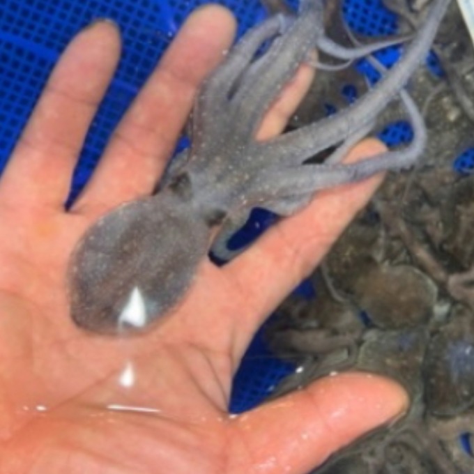 국내산 해감 뻘낙지 목포 세발낙지 32,000원