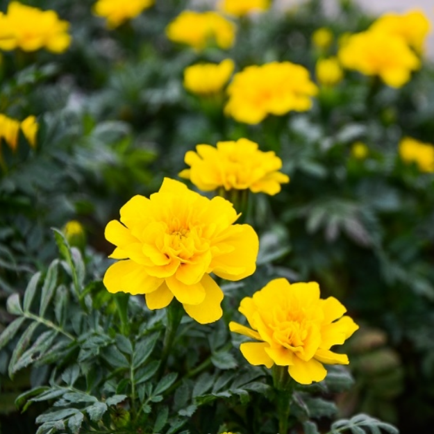 키작은 프렌치메리골드 씨앗 9종 각 20립 소포장 선택구매, 1개, 현재가 25,000원