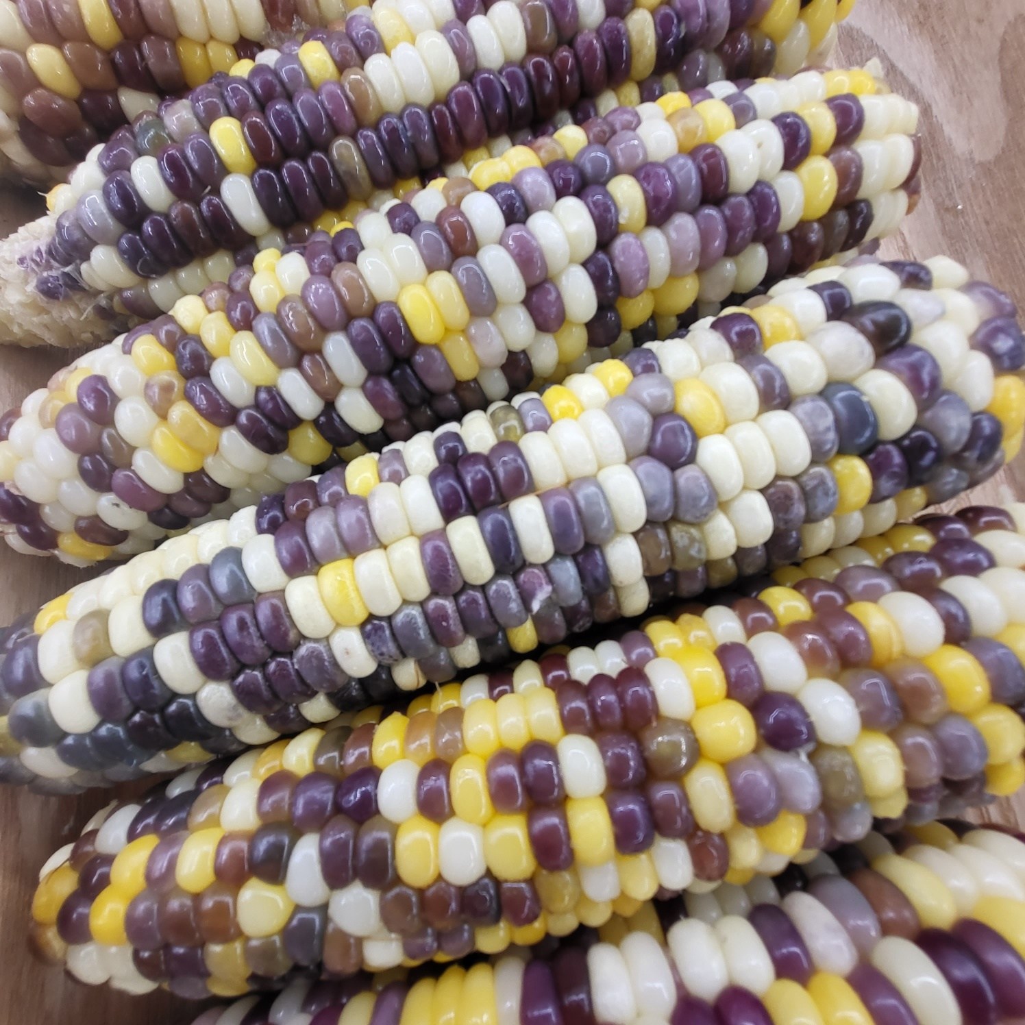 우선선별 찰옥수수 15개 알룩이 쫀득한 자연그대로 21,480원