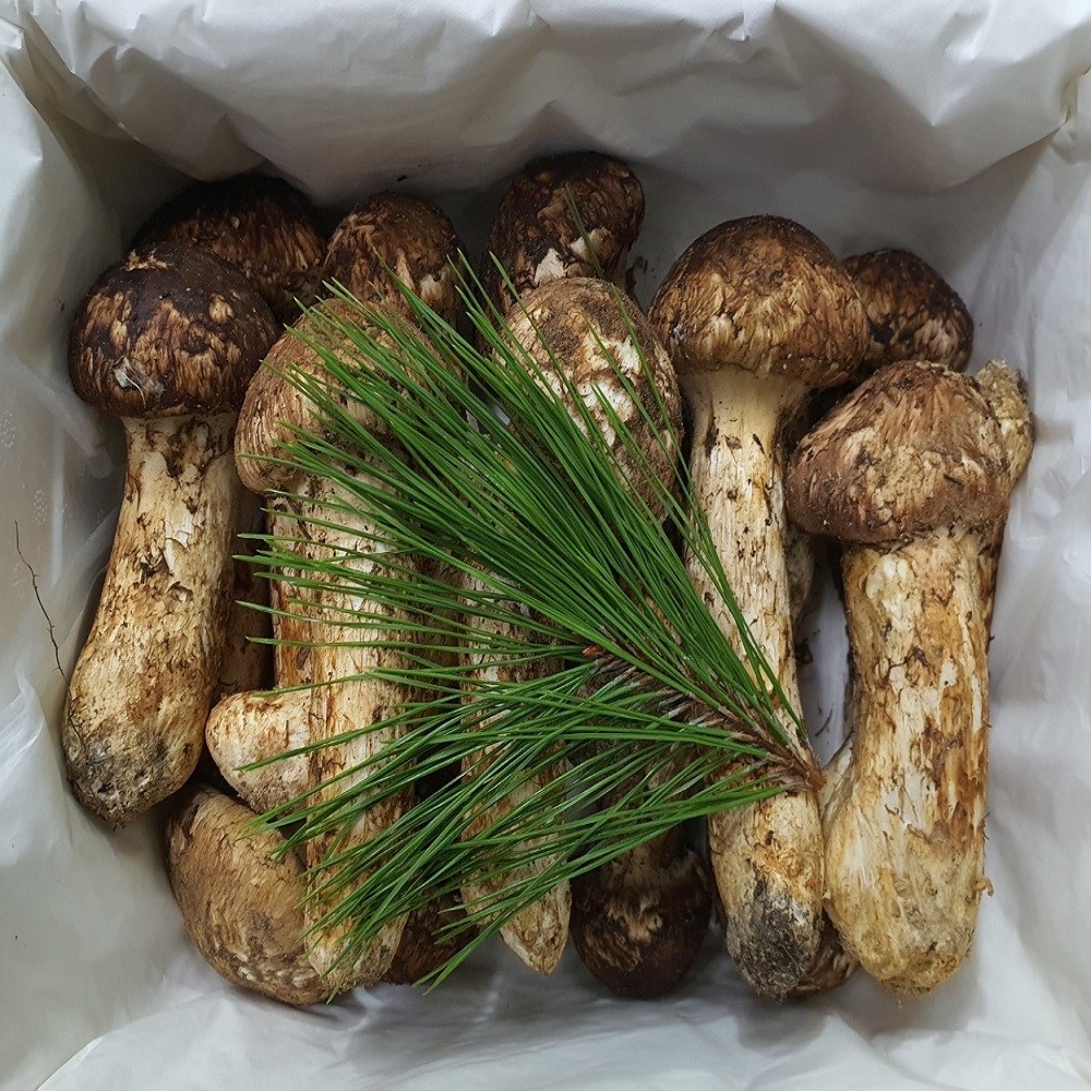 송이버섯 자연산 냉동 국내산 450,000원