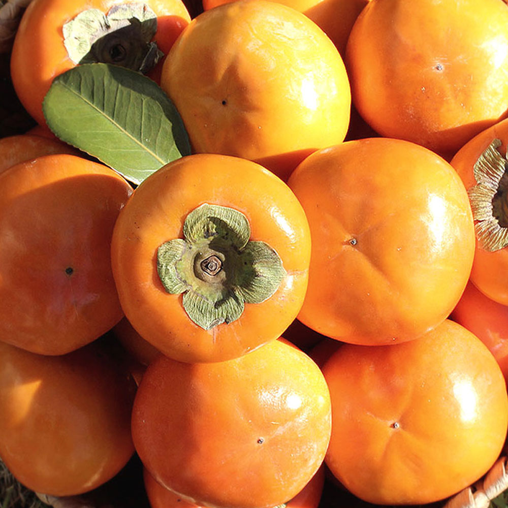 당도선별 진영단감 아삭 달콤한 꿀단감 52,900원