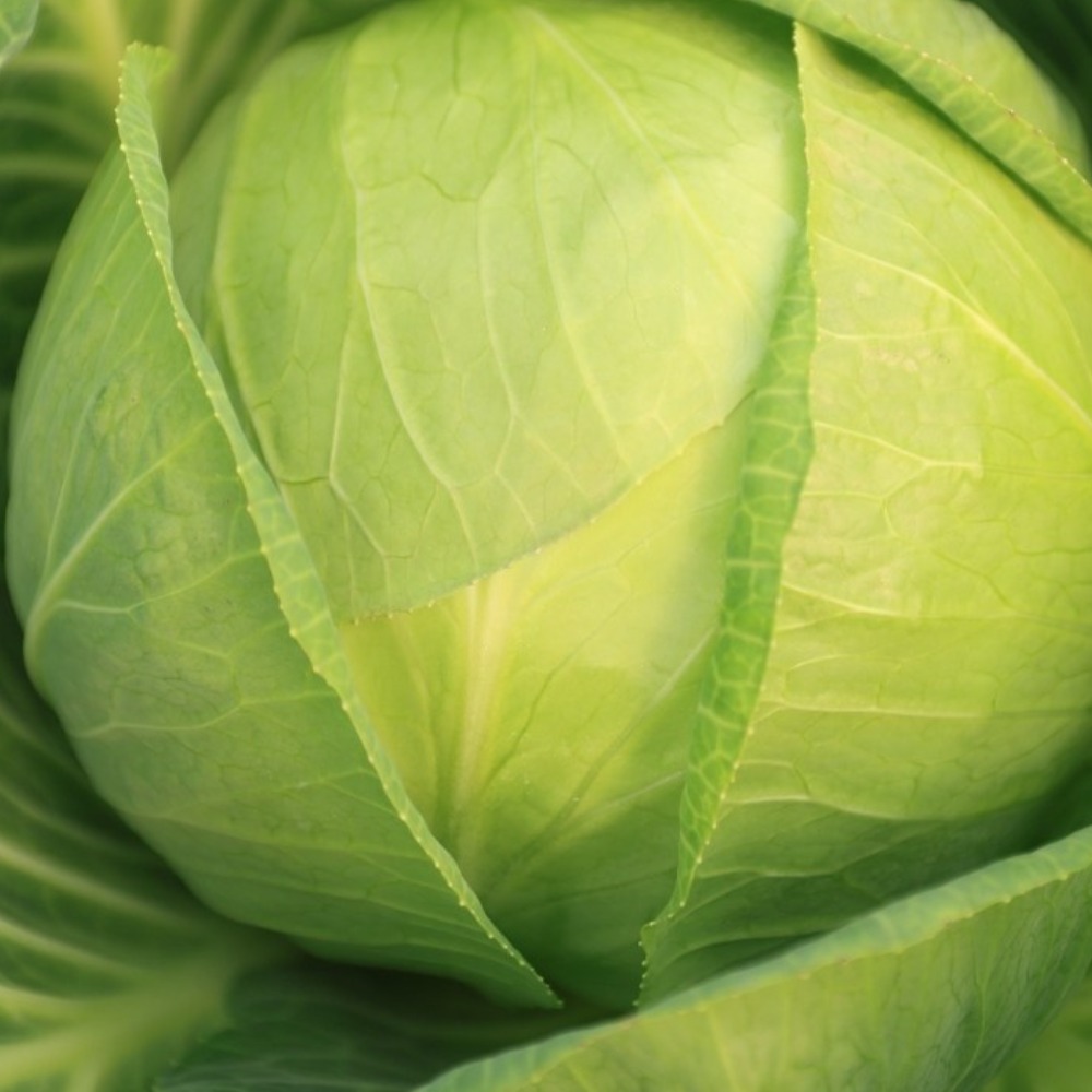 국내산 유기농 양배추 친환경 무농약양배추, 1개, 5kg 19,800원