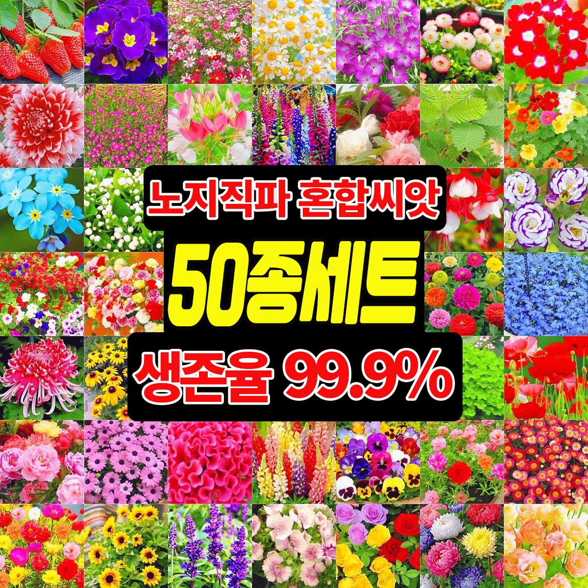 [빠른배송] 노지 월동 다년생 꽃 씨앗 야생화 4계절 꽃 씨앗 봄꽃 키작은 꽃 씨앗 모음 노지직파 비료 증정 TENFOC 11,800원