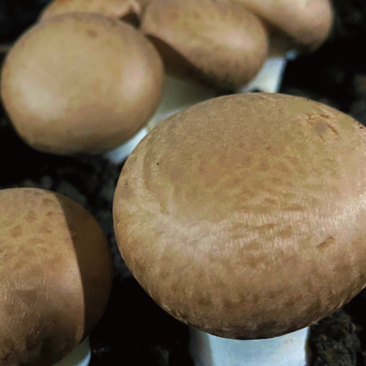 [보령머쉬팜]양송이버섯 특품, 1개, 흰색양송이 특품 2kg 30,000원