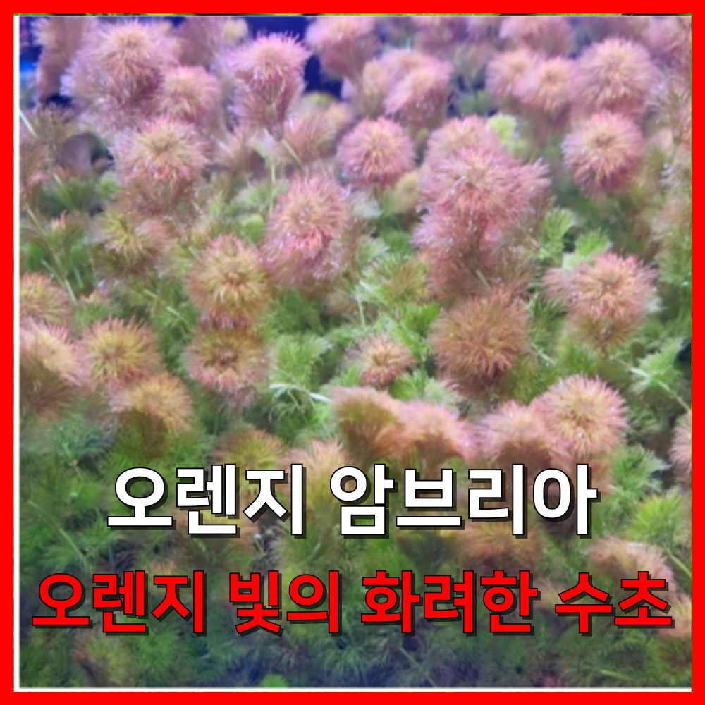 [수초농부] 오렌지 암브리아 오렌지 빛의 화려한 수초 4,500원
