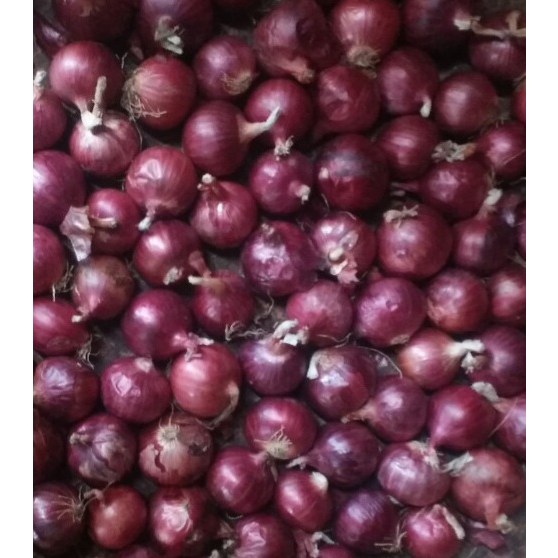 베트남산 샬롯(Shallot) 미니양파 1kg 60,000원