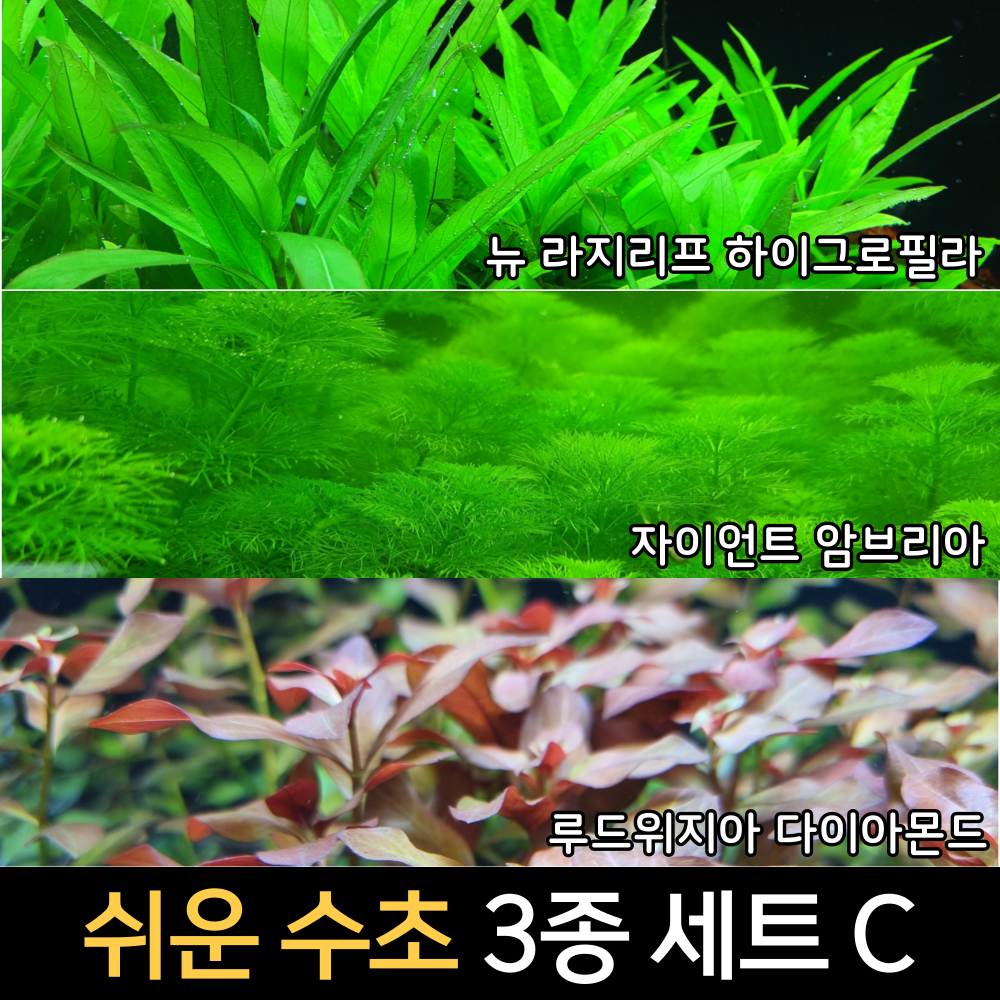 [수초인] 쉬운 수초 3종 세트 C / 달팽이가 없는 깨끗한수초/ 구피 새우 물고기 어항 은신처 초보 쉬운 기본 수초 14,500원