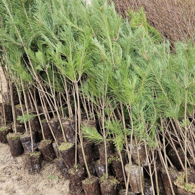 (나무85) 소나무 적송 1m 내외 플러그, 1개 8,500원