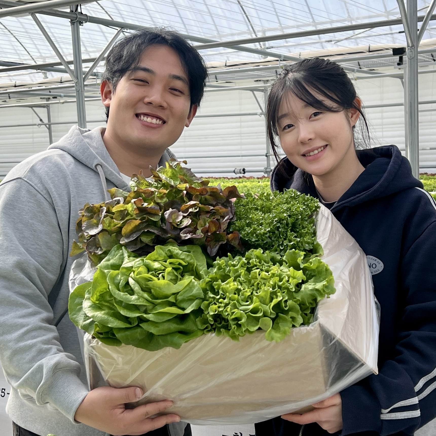 [수경 재배] 국내산 고흥 유러피안 유럽 샐러드 상추채소 모듬채소 쌈채소 로메인 버터헤드 카이피라 산지직송 9,900원