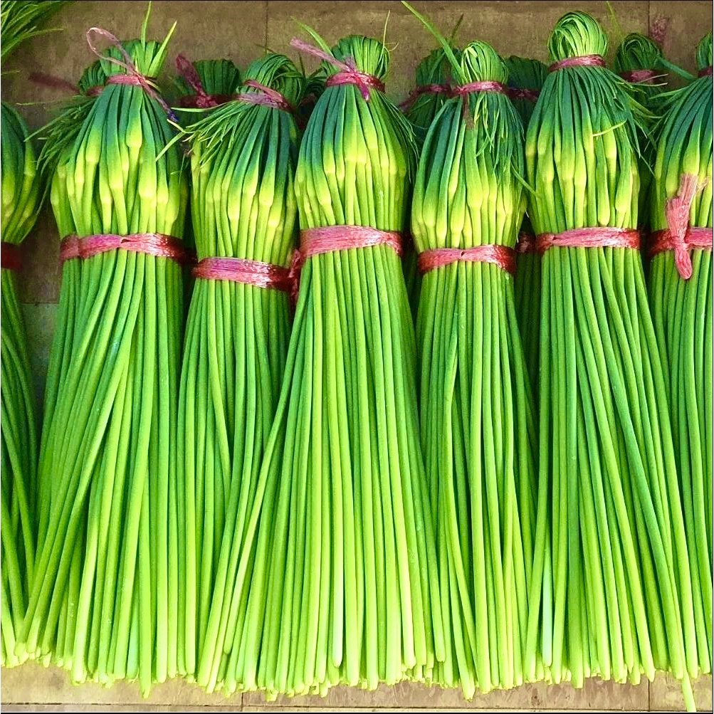 [산지당일발송] 국산 남해 햇마늘쫑 마늘종 남해 마늘쫑 - 싱싱이네, 1개 20,230원