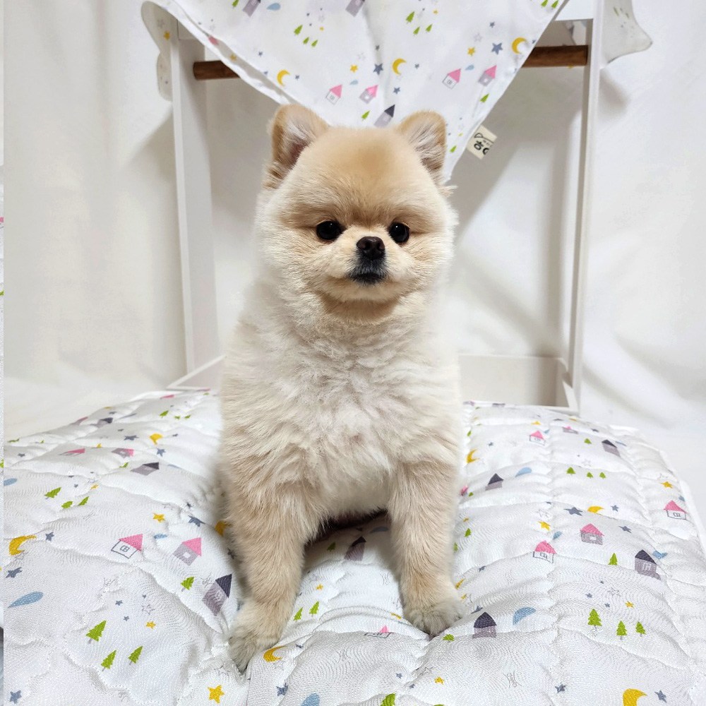 해피앤퍼피 강아지쿨매트 원터치 세탁방석, 1개 42,800원