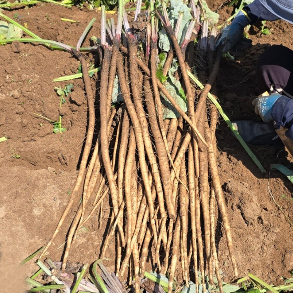 국내산 안동 햇 우엉 산지직송 생우엉, 1개, 알뜰형(가는것) 4kg 17,500원