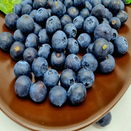 [부자농산] 제철 국산 친환경 유기농 생과 블루베리 미국산 칠레산 항공직수입, 10박스, 125g 48,600원