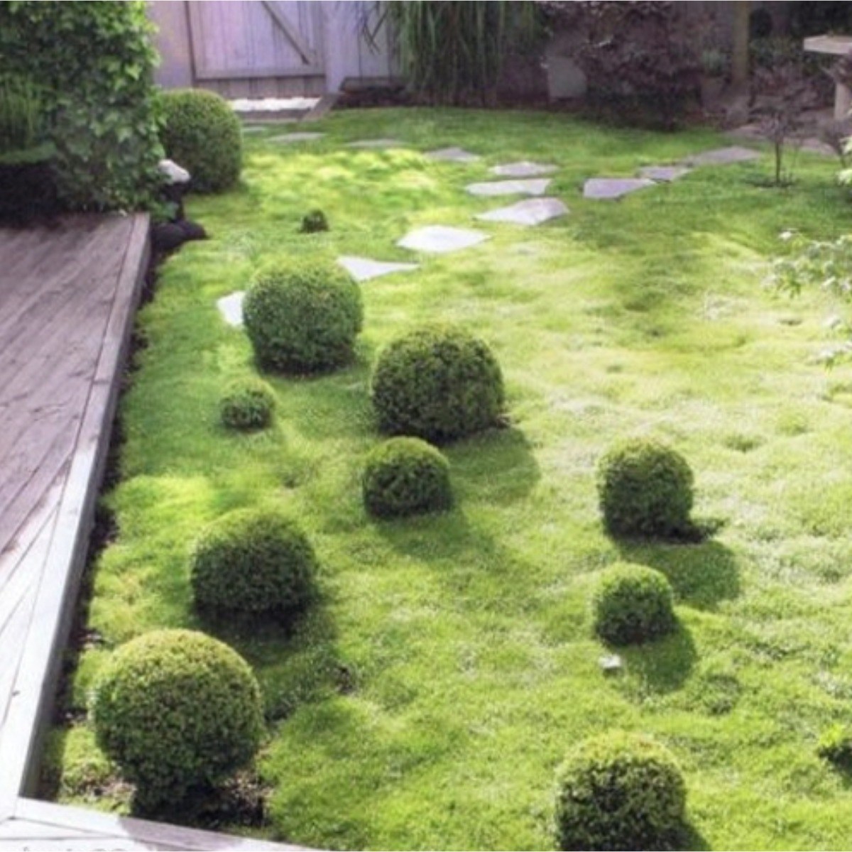 아이리쉬모스 (Irish Moss) 씨앗 소포장 대포장 선택, 잔디대체 지피식물 3,320원