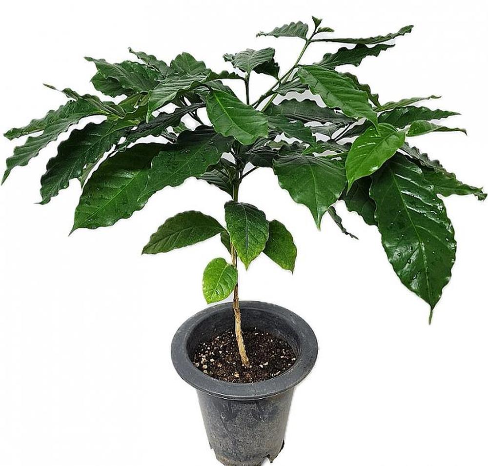 2026 공기정화 식물 커피나무 약60cm, 1개, 상세설명참조, 60cm 22,400원
