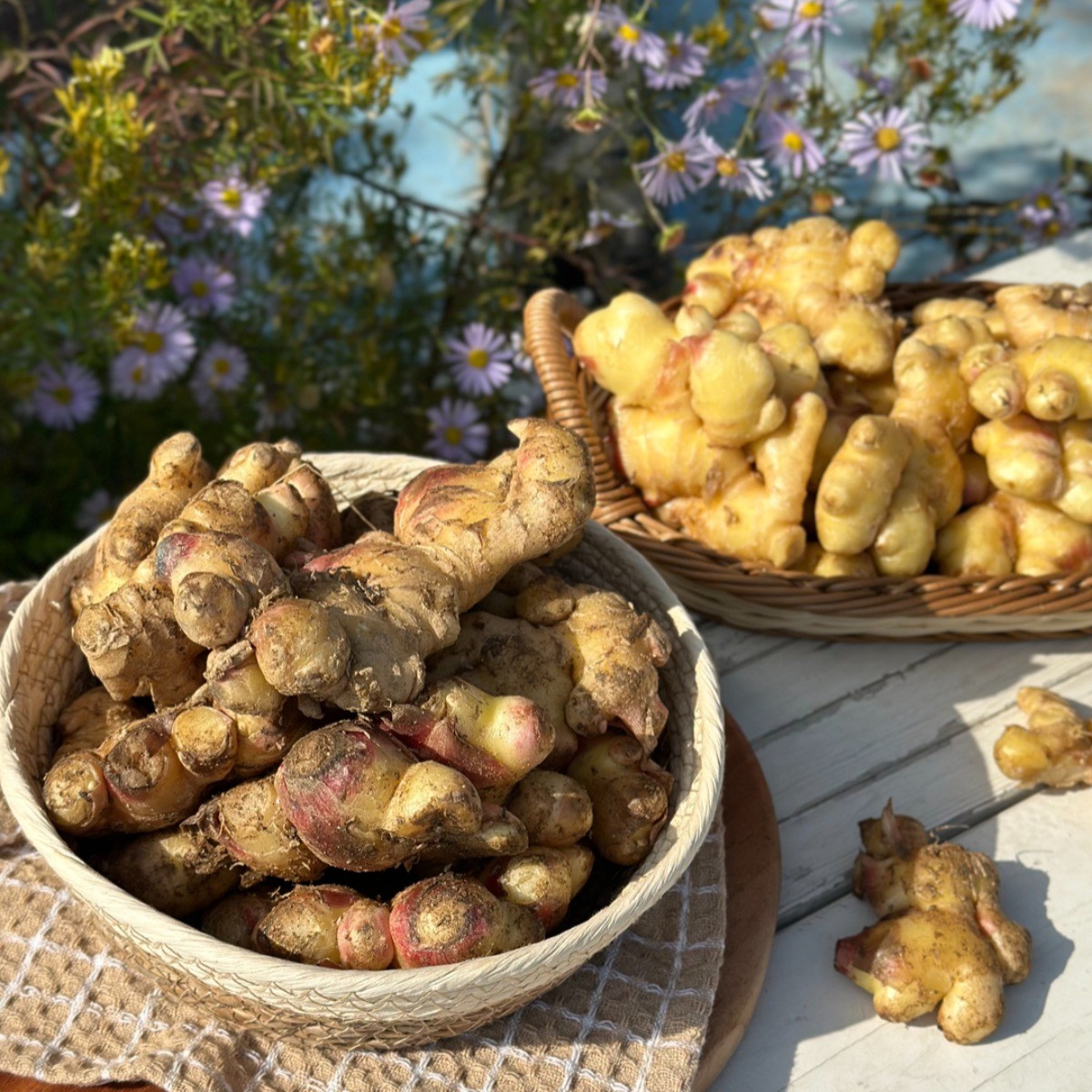 [서산직송]해풍맞고자란 톡쏘는 서산 생강 14,990원