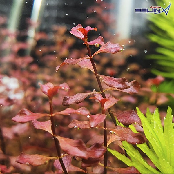 루드위지아 슈퍼레드 (5촉)/수초/수초어항/수족관 5,500원