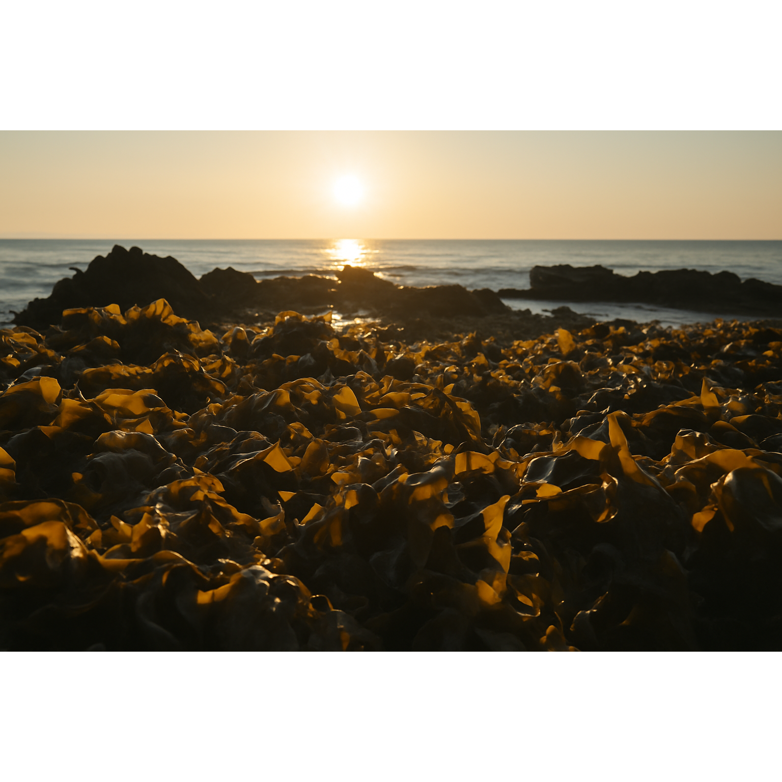 강동 자른 돌미역 어민들만 먹는 청정 동해안 간편하게 소분한 돌미역, 1개, 400g 46,800원