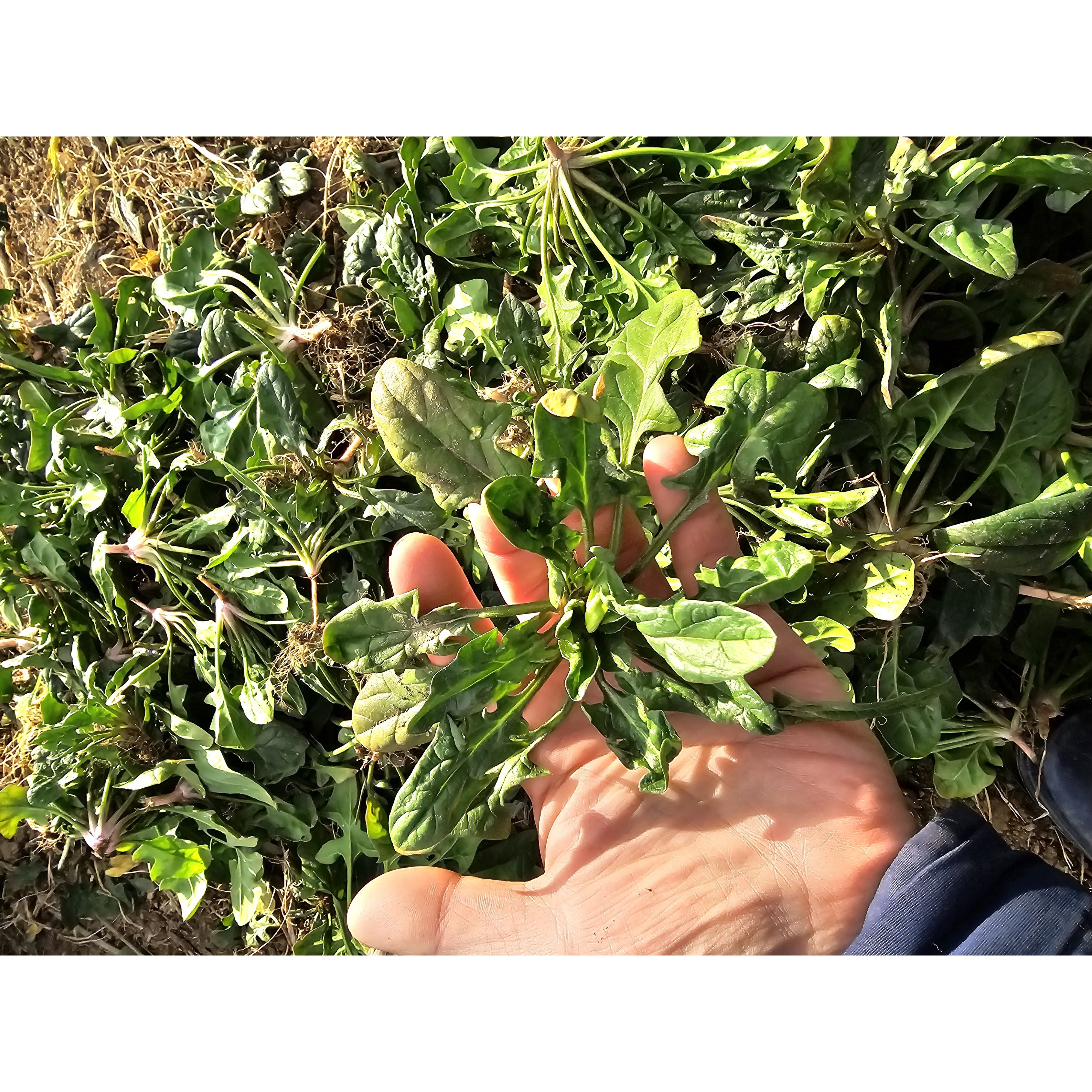 호야마트 유기농 시금치 무농약 국내산 신선 채소 산지직송, 1박스, 3kg 31,900원