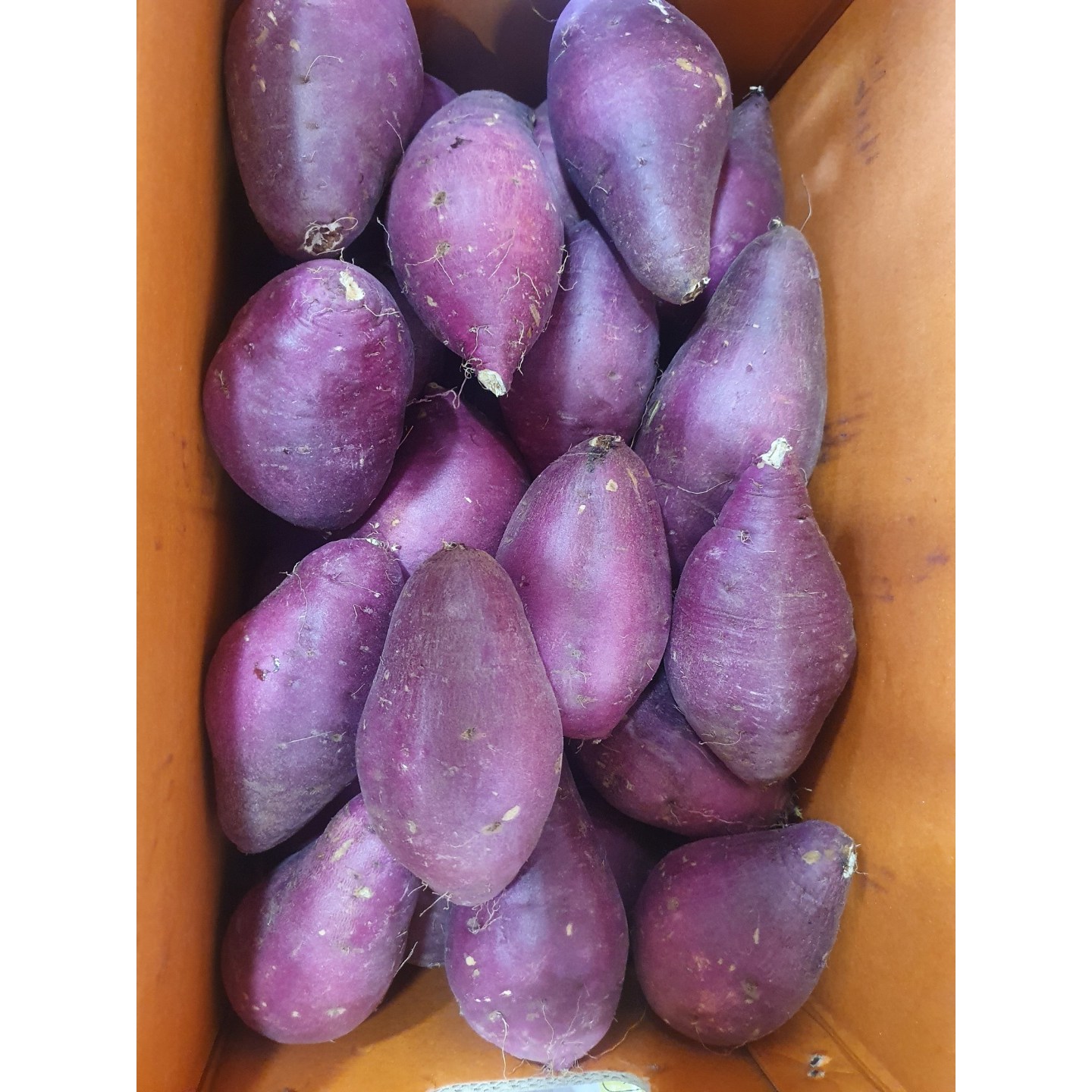 [선착순100명 한정특가!] 지은농원 정품 무농약 고구마 베니지민고구마 당진고구마 한입고구마 베니하루카 꿀고구마 26,700원