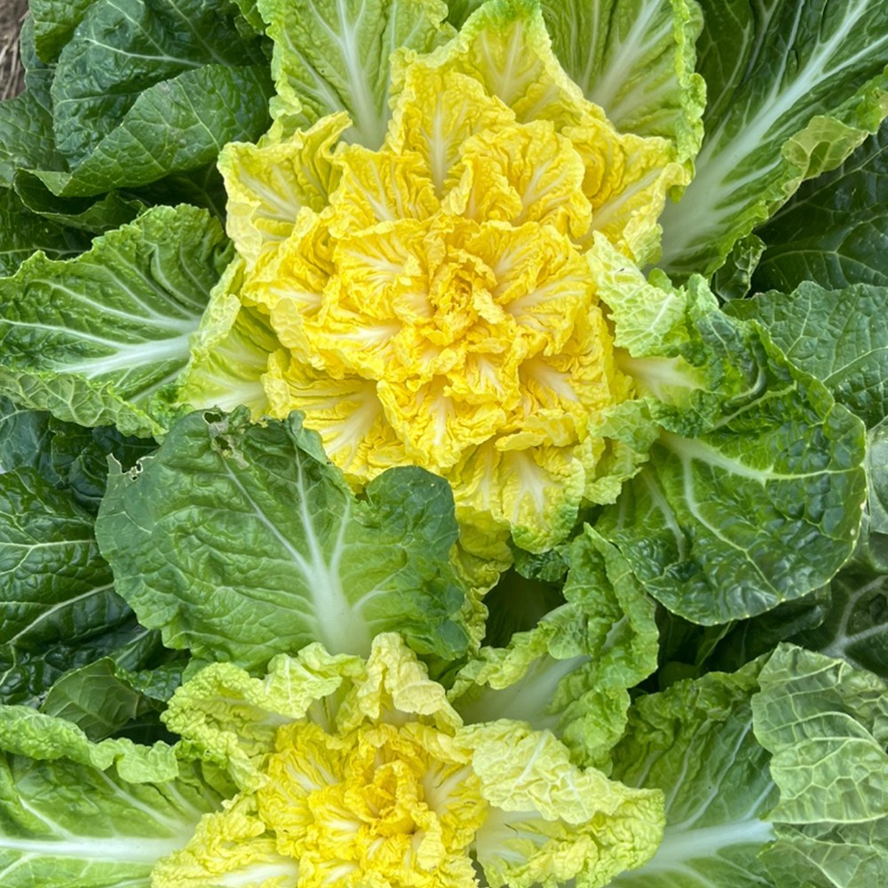 친환경 마음밭 국내산 무농약 봄동 500g 1kg 10,900원