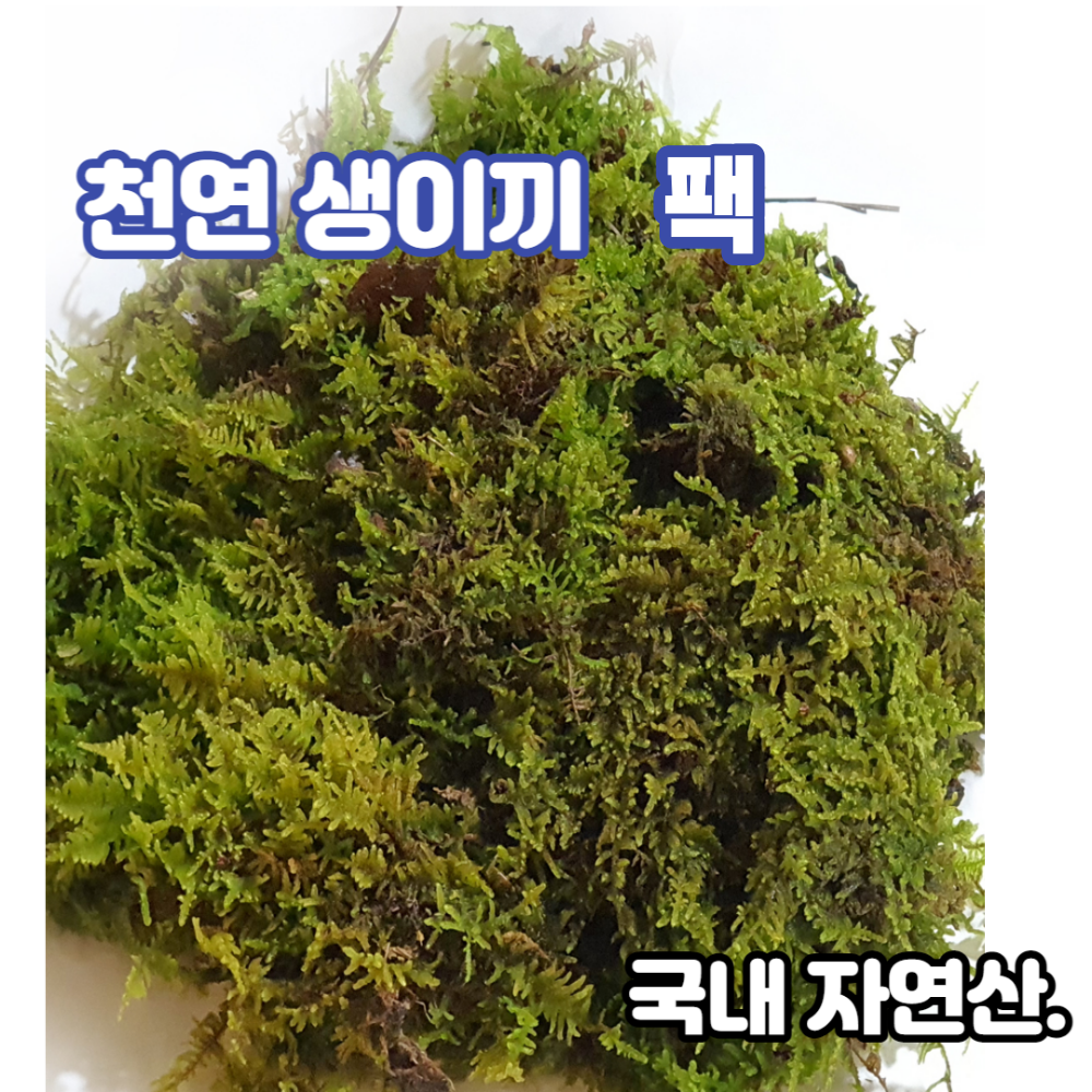 이끼 24cm*18cm 팩 천연생이끼 털깃털이끼 고급화분장식 테라리움 25,000원
