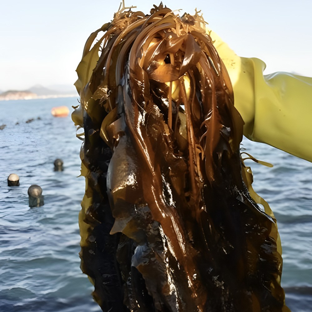 [최상급원물] 부드러운 통영 물미역 생미역 14,500원