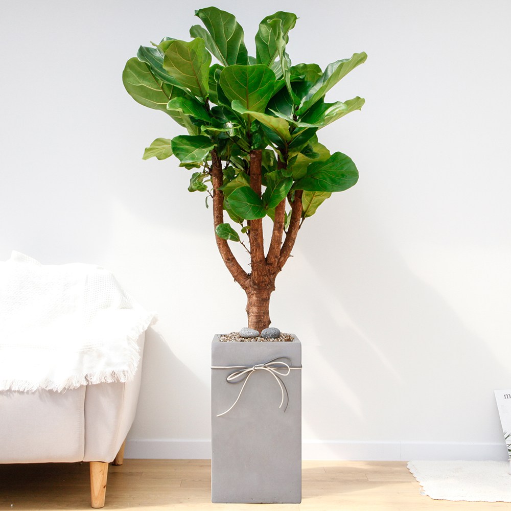 드셀플라워 금전수 돈나무 개업 화분 집들이 선물 승진 사무실 이전 병원 개원 식당 개업식 축하 화분 배달 당일배송 대형 그레이 사각 경량화분, 1개, 15.대형_떡갈고무나무 그레이 사각 경량화분 119,000원