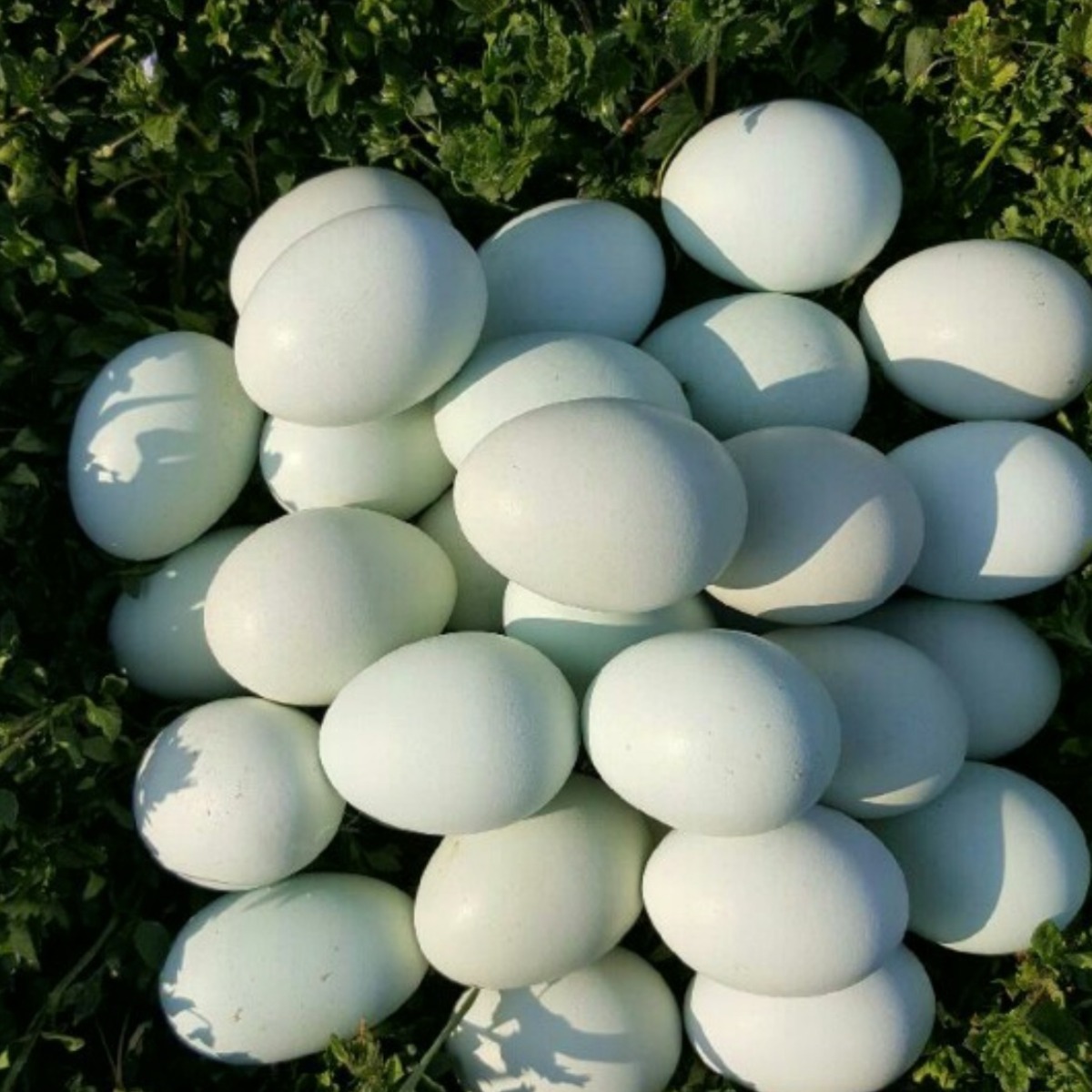 6시내고향 연두마을 강원도 자연방사 청란 청계알 난각번호 1번 1호 청계 자연 방목계란 청계닭 알 계란 유정청란 유정란 청계닭 신선란 월간 토종닭 30구 30알 40,500원