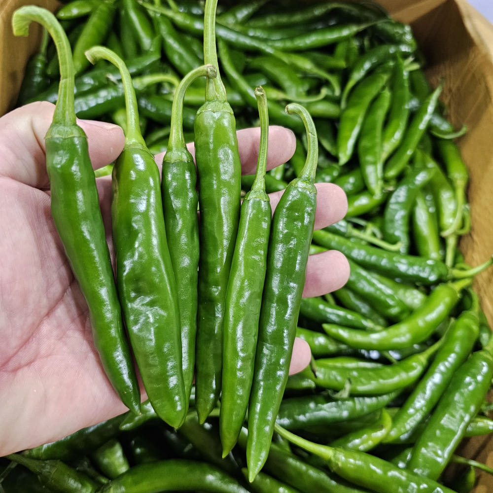 아빠농산 국내산 못난이 청양고추 9,900원