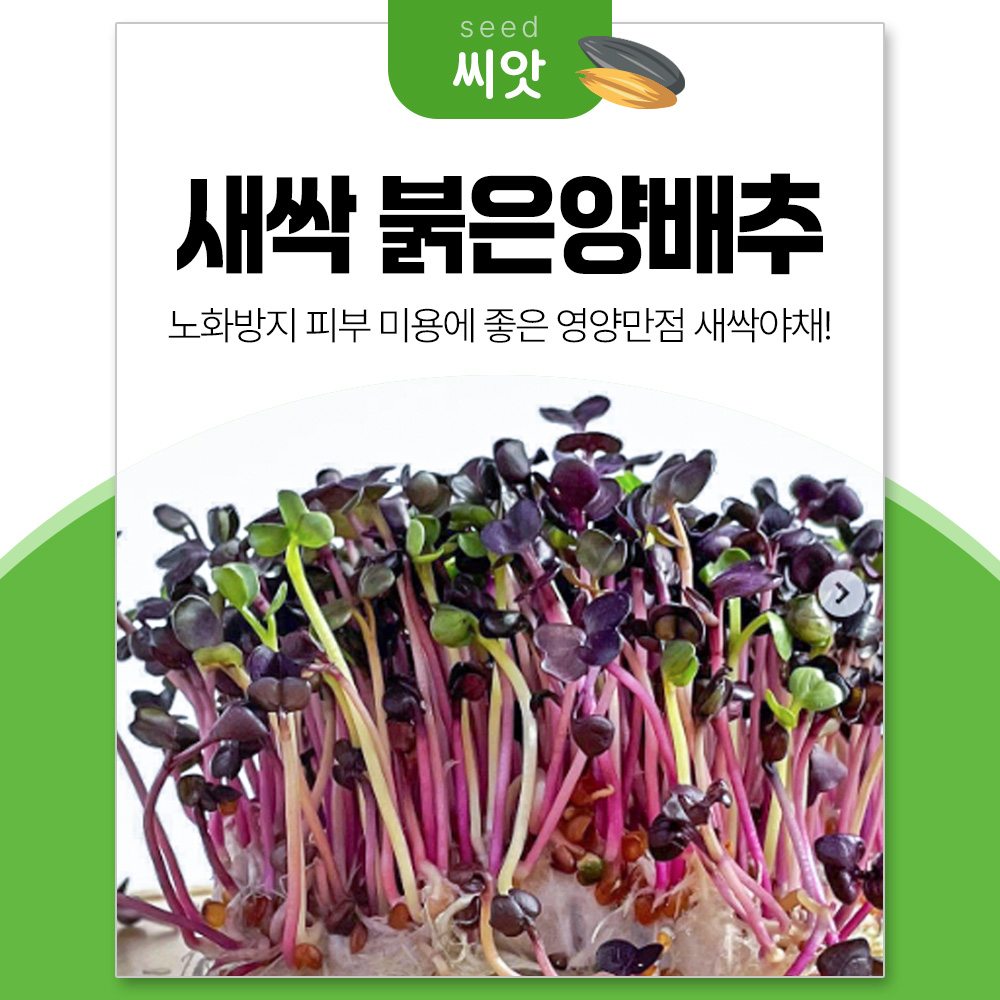 세경팜 적양배추싹 30g 붉은 양배추 새싹채소 씨앗 10,000원